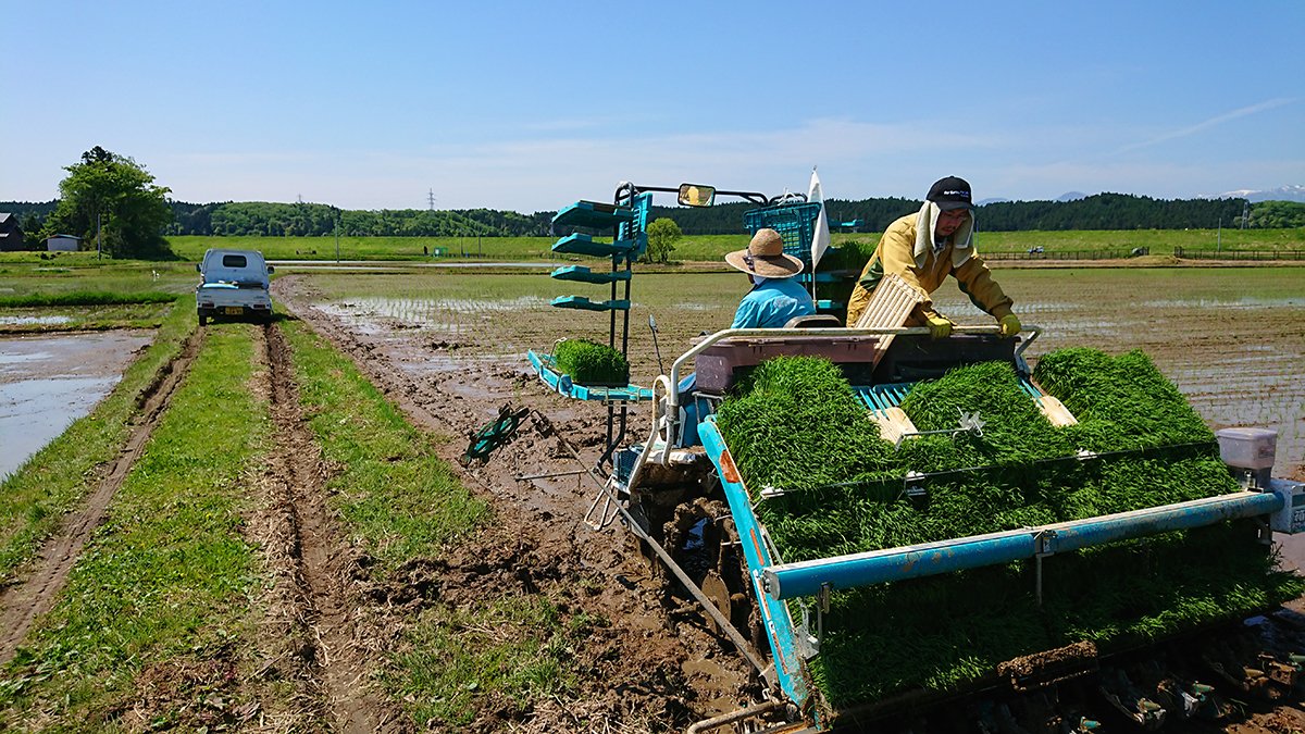 宮城県大崎耕土での田植え風景：味噌の原料となる米作り