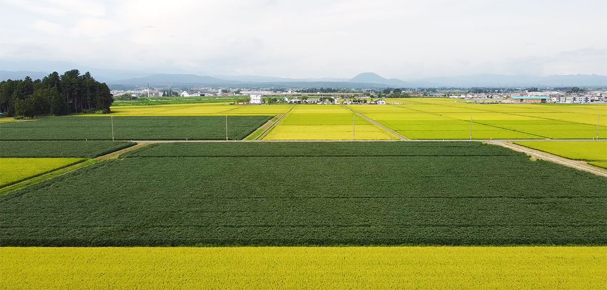今野醸造の自社農場：持続可能な農法で栽培する大豆